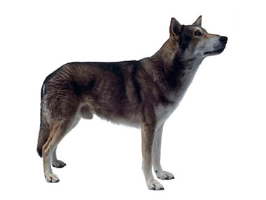 Sarloški vučiji pas